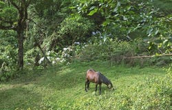 FINCA EN EL CERRO | EL GUARCO: Mountain Agricultural Land For Sale in Cartago, Cartago, Cartago