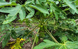 Lot 1, Calle Aguacate, Tres Rios, PU Costa Rica, Tres Rios, Puntarenas, Tres Rios, Puntarenas