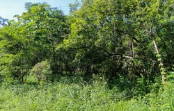 Esperanza Road, Nosara, Guanacaste Province