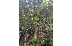 Carbonal, Grecia, Alajuela, Grecia, Alajuela