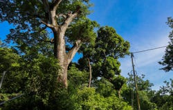 Esperanza Road, Nosara, Guanacaste Province