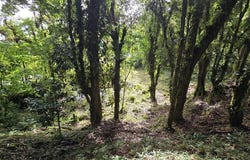 FINCA EN EL CERRO | EL GUARCO: Mountain Agricultural Land For Sale in Cartago, Cartago, Cartago