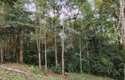 San Rafael Norte, Perez Zeledon, Costa Rica, 450 oeste del restaurante Banderas., Pérez Zeledón, San José, Pérez Zeledón, San José
