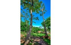 Elevated Lot in Boutique Gated Community , Tamarindo, Santa Cruz, Guanacaste, Santa Cruz, Guanacaste 50309