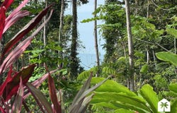 J8P2+888, Limón Province, Punta Uva, Costa Rica, Cahuita, Limón Province