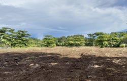 Golfito>Pilón, Puntarenas, Puntarenas, Puntarenas, Puntarenas