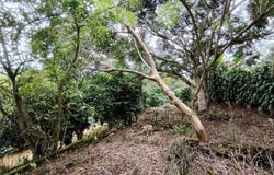 Peñas Blancas, General Viejo, Perez Zeledon, Costa Rica, Pérez Zeledón, San José, Pérez Zeledón, San José