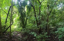 Premium Development Property for Sale in Nosara â€“ Excellent Location with Main Road Frontage, Santa Marta, Guanacaste