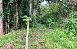 Golfito>Pavones, Pavones, Puntarenas, Pavones, Puntarenas