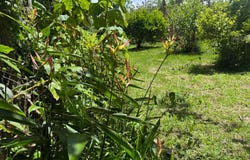 Santa Gertrudis Norte, Grecia, Alajuela, Grecia, Alajuela