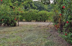 Fortuna, San Carlos, Alajuela, San Carlos, Alajuela