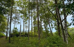 Flat Ocean View Lot in Gated Community , Dominical, Quepos, Puntarenas, 11909, Puntarenas 11909