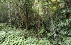 San Blas de General Viejo, Perez Zeledon, San Jose, Costa Rica, Pérez Zeledón, San José, Pérez Zeledón, San José
