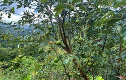 1.4 Ha en Venta, chimirol, Perez Zeledon, Costa Rica.: Mountain Home Construction Site For Sale in San Isidro del General, San Isidro del General, San José