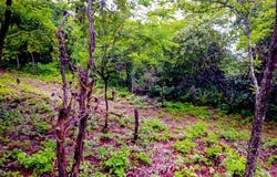 Acceso a Playa Lagartillo , Tamarindo, Santa Cruz, Guanacaste, Santa Cruz, Guanacaste