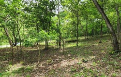 s/n, Tempate, Santa Cruz, Guanacaste, Santa Cruz, Guanacaste 50304