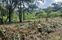 Phase 5, Lot 40 s/n, Puerto Cortés, Osa, Puntarenas, Osa, Puntarenas