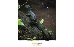 2km from Místico Park in La Fortuna, San Carlos, Alajuela, Costa Rica, San Carlos - La Fortuna, Alajuela, San Carlos - La Fortuna, Alajuela