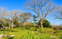 X86V+62, Guanacaste Province, Nosara, Costa Rica, Nicoya, Guanacaste Province