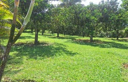 San Pedrito de Cajón, Pérez Zeledón , San José, Costa Rica., Pérez Zeledón, San José, Pérez Zeledón, San José