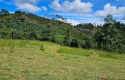 Platanares, Mollejones, San José Province