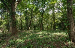 X85J+P9G, Guanacaste Province, Nosara, Costa Rica, Nosara, Guanacaste Province