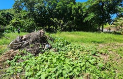 El Cosón, Samaná, Samaná Province 32000