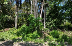Cabarete, Puerto Plata Province
