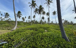 Unnamed Road, Las Lagunas de Nisibón, La Altagracia Province