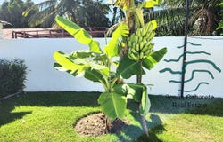 QGF2+8F9, Sosúa 57000, Dominican Republic, Sosúa, Puerto Plata Province 57000