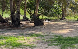 Unnamed Road, Las Lagunas de Nisibón, La Altagracia Province