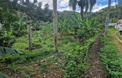 El Cosón, Samaná, Samaná Province 32000