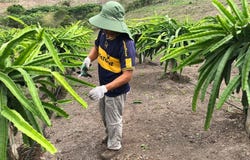 SMALL, PRODUCTIVE and Manageable not your usual La Mocora, Jama, Manabí