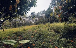 Off-Grid Jungle Homesite Near Mashpi River - 485m² of Tropical Potential, Mashpi, Pichincha