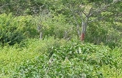 Puerto Lopez - San Alejo Lot: Perfect site for for Dream Home!!!!, Puerto Lopez, Manabí