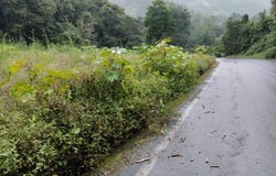 Intag, Cotacachi, Imbabura Province 100304