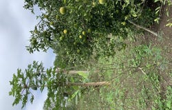 Dos Mangas- Fruit Tree Paradise!Calle Dos Mangas, Dos Mangas, Santa Elena