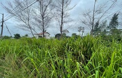 **NEW PRICE** 2.47 Acres of Prime Beachfront Land in Cojimies, Cojimies, Manabí