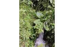 Intag, Cotacachi, Imbabura Province 100304