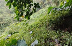 Intag, Cotacachi, Imbabura Province 100304