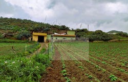 Santa María de Guía de Gran Canaria, Canary Islands 35457