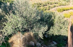 Torrox, Andalusia 29770