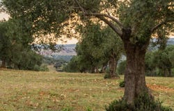 La Granjuela, Andalusia 14207