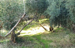 Güejar Sierra, Andalusia