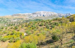 Sedella, Andalusia 29715