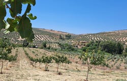 Cañete la Real, Andalusia