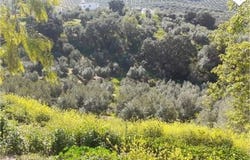 Rute, Cordoba