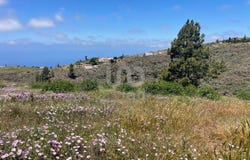 Santa Cruz de Tenerife, Canary Islands 38677