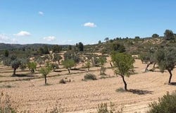 Rbla. Arbolitos, Fabara, Aragon 50793
