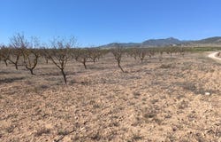 Pinoso, Valencia 03650